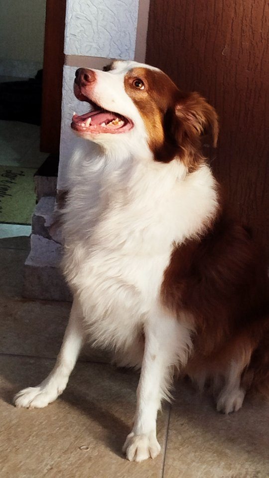 Athena, aluna da Fox Dog