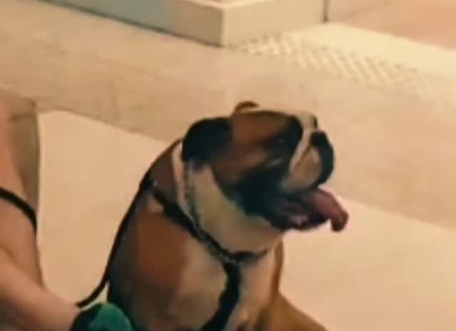 Boa, aluno da Fox Dog