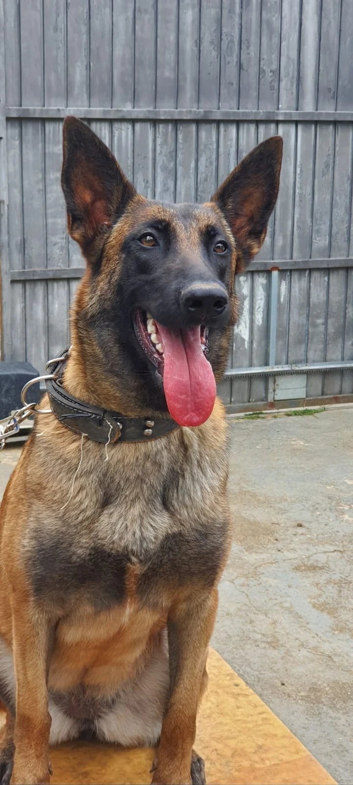 Strauss, pastor belga Malinois, sentada de língua para fora, olhando para a câmera