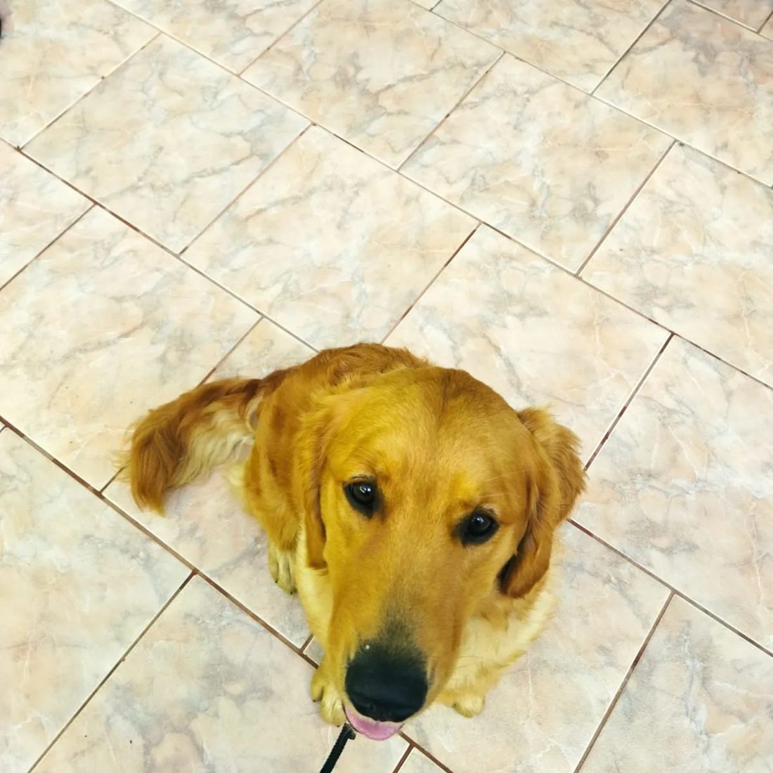 Amora, aluno da Fox Dog