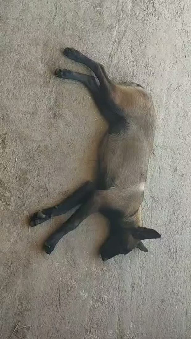 Angelina Julie, aluno da Fox Dog