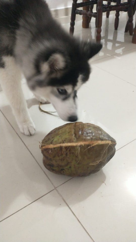 Kakashi, aluno da Fox Dog