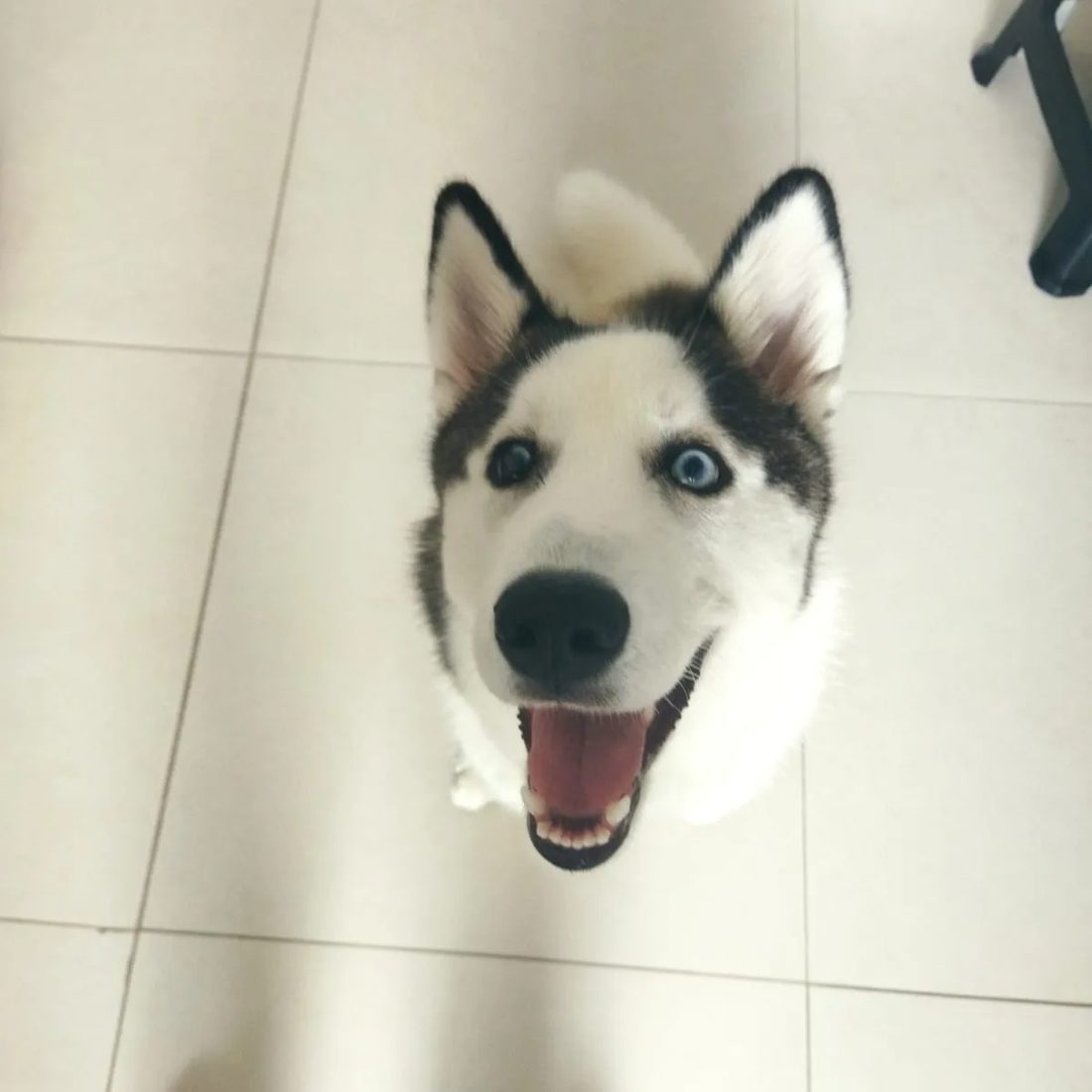 Kayra, aluno da Fox Dog