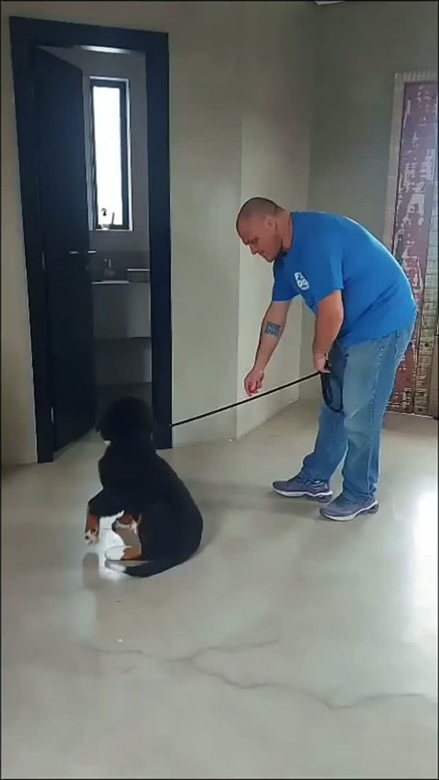 Max, aluno da Fox Dog