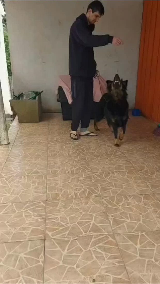 Morena, aluno da Fox Dog
