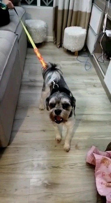 Ziggy, aluno da Fox Dog